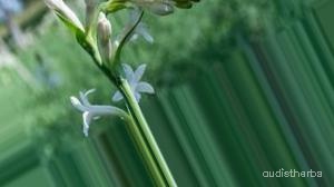 augmented_Polianthes tuberosa flower9_0_6392.jpeg